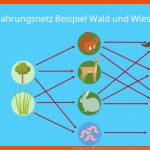 Nahrungsnetz â¢ Definition, Beispiel Im Wald Und Im See Â· [mit Video] Fuer Nahrungsnetz Wald Arbeitsblatt