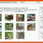 Nahrungsnetz Ãkosystem Wald - Arbeitsblatt Mit LÃ¶sungen â Unterrichtsmaterial Im Fach Biologie Fuer ökologische Nische Arbeitsblatt