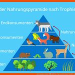 Nahrungspyramide â¢ Aufbau, Typen Und Beispiel Wald Â· [mit Video] Fuer Nahrungskette Meer Arbeitsblatt