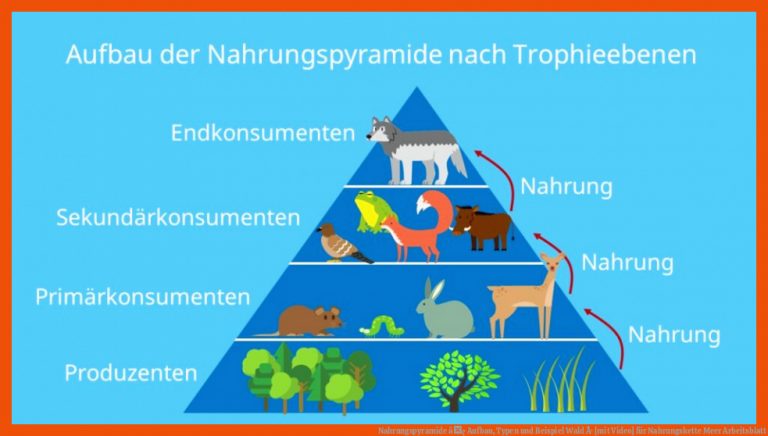 Nahrungspyramide â¢ Aufbau, Typen und Beispiel Wald Â· [mit Video] für nahrungskette meer arbeitsblatt