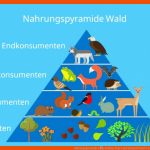 Nahrungspyramide â¢ Aufbau, Typen Und Beispiel Wald Â· [mit Video] Fuer Nahrungsnetz Wald Arbeitsblatt