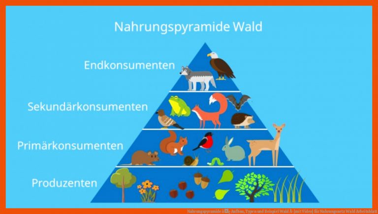 Nahrungspyramide â¢ Aufbau, Typen und Beispiel Wald Â· [mit Video] für nahrungsnetz wald arbeitsblatt
