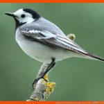 Natur Und Technik: Herrscher Der LÃ¼fte â Die VÃ¶gel ... Fuer Vögel Und Ihre Nester Arbeitsblatt