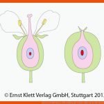 Natura 5/6 Bnt Baden-wÃ¼rttmberg Fuer Von Der Blüte Zur Frucht Arbeitsblatt Lösungen