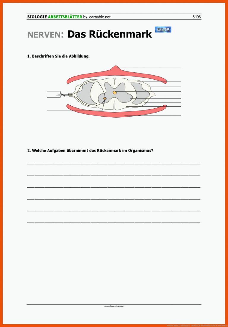 Nerven: das RÃ¼ckenmark - Docsity für arbeitsblatt gehirn beschriften