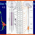 Nerven Und Sinne Des Menschen - Ppt Video Online Herunterladen Fuer Das Vegetative Nervensystem Arbeitsblatt