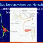 Nerven Und Sinne Des Menschen - Ppt Video Online Herunterladen Fuer Kniesehnenreflex Arbeitsblatt
