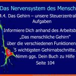 Nerven Und Sinne Des Menschen - Ppt Video Online Herunterladen Fuer Regelkreis Körpertemperatur Arbeitsblatt