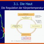 Nerven Und Sinne Des Menschen - Ppt Video Online Herunterladen Fuer Regelkreis Körpertemperatur Arbeitsblatt