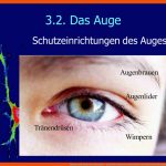 Nerven Und Sinne Des Menschen - Ppt Video Online Herunterladen Fuer Schutzeinrichtungen Des Auges Arbeitsblatt