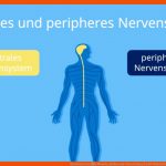 Nervensystem â¢ Mensch, Aufbau Und Unterteilung Â· [mit Video] Fuer Das Nervensystem Des Menschen Arbeitsblatt