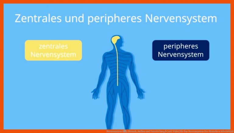 Nervensystem â¢ Mensch, Aufbau und Unterteilung Â· [mit Video] für das nervensystem des menschen arbeitsblatt