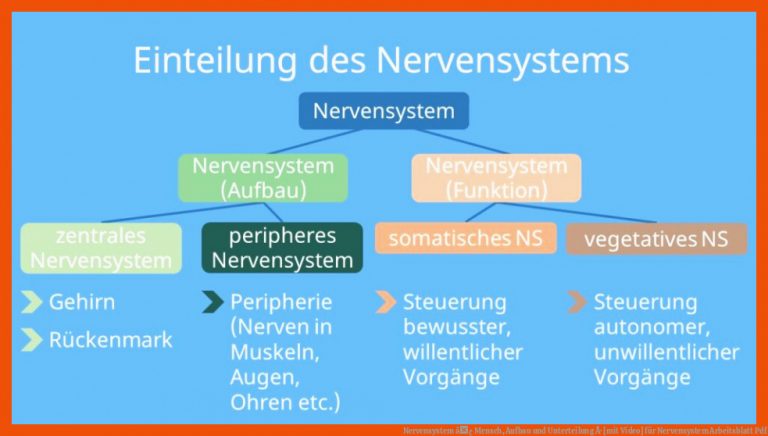 Nervensystem â¢ Mensch, Aufbau und Unterteilung Â· [mit Video] für nervensystem arbeitsblatt pdf
