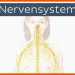 Nervensystem Fuer Das Vegetative Nervensystem Arbeitsblatt