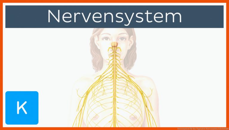 Nervensystem für das vegetative nervensystem arbeitsblatt