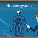 Nervensystem Fuer Nervensystem Arbeitsblatt Pdf