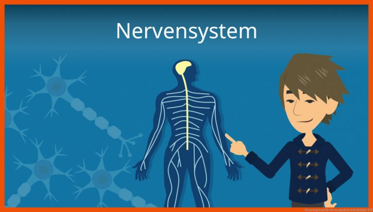 Nervensystem für nervensystem arbeitsblatt pdf