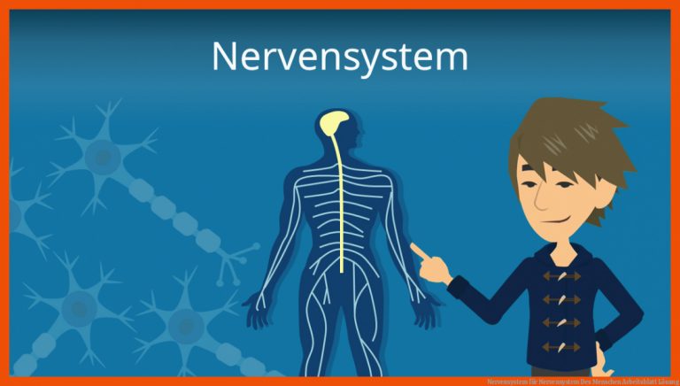 Nervensystem für nervensystem des menschen arbeitsblatt lösung