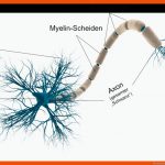 Nervensystem Und Gehirn - Vorbereitung Auf Den Msa Fuer Nervensystem Arbeitsblatt Pdf