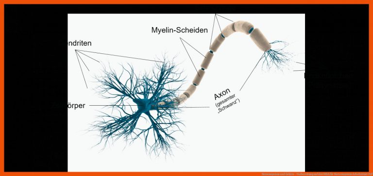 Nervensystem und Gehirn - Vorbereitung auf den MSA für nervensystem arbeitsblatt pdf