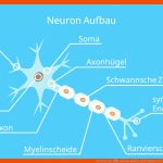 Nervenzelle â¢ Neuron Aufbau Und Funktion Â· [mit Video] Fuer Nervenzelle Aufbau Arbeitsblatt
