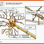 Nervenzelle Und Nervensystem Ii Sek.ii Arbeitsblatt 1 - Der Aufbau ... Fuer Nervensystem Des Menschen Arbeitsblatt Lösung