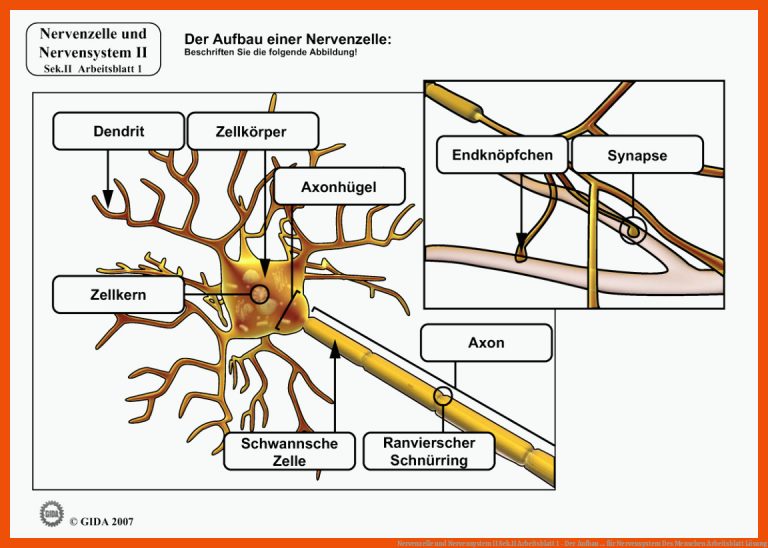 Nervenzelle und Nervensystem II Sek.II Arbeitsblatt 1 - Der Aufbau ... für nervensystem des menschen arbeitsblatt lösung