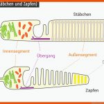 Netzhaut Des Auges (retina): Aufbau Und Funktion Fuer Stäbchen Und Zapfen Arbeitsblatt