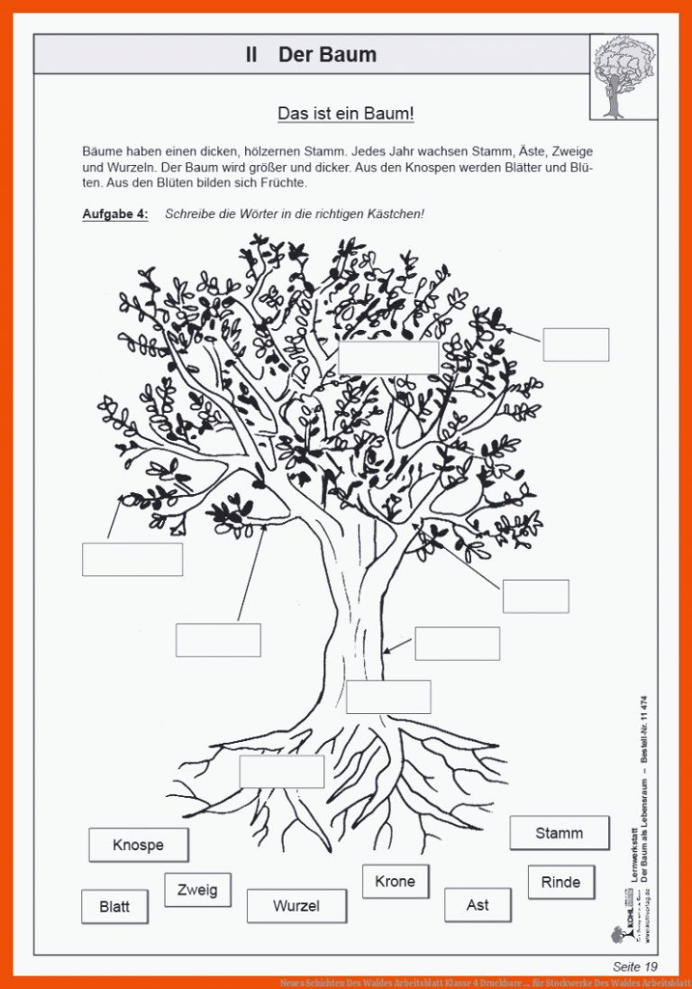 Neues Schichten Des Waldes Arbeitsblatt Klasse 4 | Druckbare ... für stockwerke des waldes arbeitsblatt