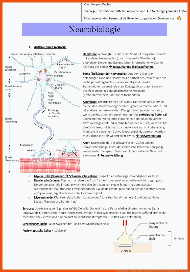 Neurobiologie 2 - 1. Aufbau Eines Neurons Dendriten: Verzweigte ... Fuer Ruhepotential Arbeitsblatt