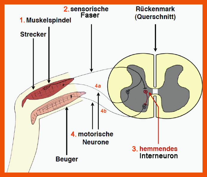 Neurobiologie Helmich - 1.1.1.4. Zusammenwirken der Nervenzellen für kniesehnenreflex arbeitsblatt