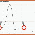 Neurobiologie Helmich Fuer Ruhepotential Arbeitsblatt