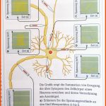 Neuronale Verrechnung? (schule, Biologie, Nerven) Fuer Synapse Arbeitsblatt