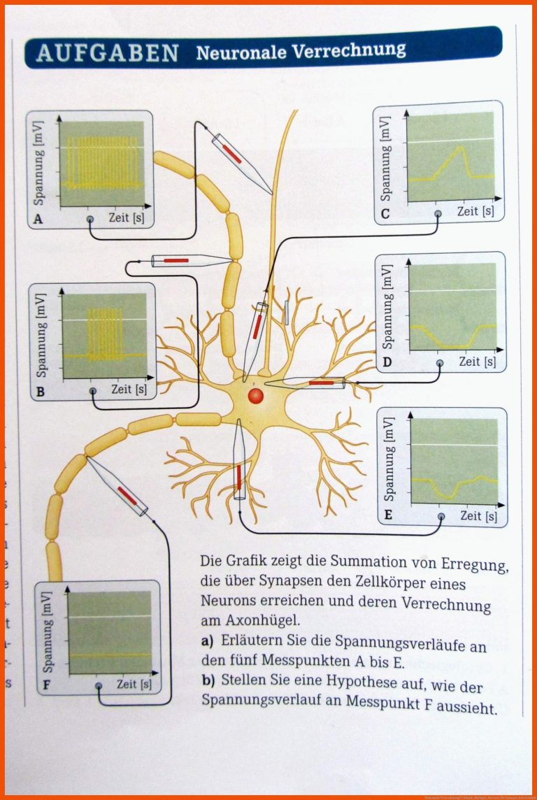 Neuronale Verrechnung? (schule, Biologie, Nerven) Fuer Synapse Arbeitsblatt