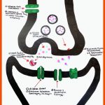 Neurophysiologie: Medikamente, Drogen, Gifte, toxine Und Deren ... Fuer Dna Aufbau Arbeitsblatt Klett