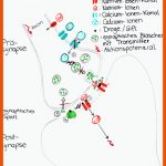 Neurophysiologie: Medikamente, Drogen, Gifte, toxine Und Deren ... Fuer Dna Aufbau Arbeitsblatt Klett