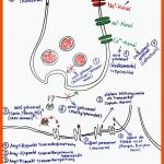 Neurophysiologie: Medikamente, Drogen, Gifte, toxine Und Deren ... Fuer Synapsengifte Arbeitsblatt