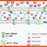 Neurophysiologie: Ruhepotential Fuer Ruhepotential Arbeitsblatt