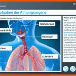 Nmg.1 atmung Und Blutkreislauf Zebis Fuer Die atmung Des Menschen Arbeitsblatt