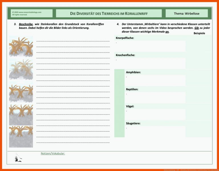 NoWorriesBiology - DFU - Wirbellose für wirbeltiere und wirbellose tiere arbeitsblatt