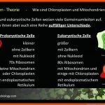 Noworriesbiology - Zellorganellen Fuer Chloroplast Bau Und Funktion Arbeitsblatt Lösung