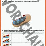 Noworriesbiology - Zellorganellen Fuer Chloroplast Bau Und Funktion Arbeitsblatt Lösung