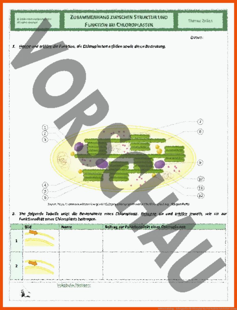 NoWorriesBiology - Zellorganellen für chloroplast bau und funktion arbeitsblatt lösung