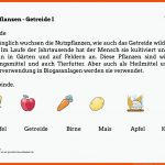 Obst - Unterrichtsmaterialien - Seite 2 - Lehrer24.de ... Fuer Von Der Traube Zum Wein Arbeitsblatt