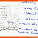 Ãkologie: Aufbau Des Laubblattes (!) Fuer Aufbau Eines Laubblattes Arbeitsblatt