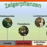 Ãkologie: Zeigerorganismen â Bioindikatoren Blog.fwu-mediathek.de Fuer ökosystem Fließgewässer Arbeitsblatt
