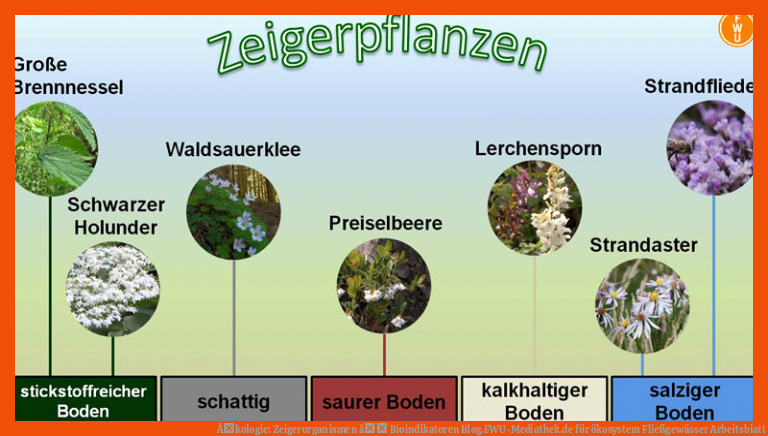 Ãkologie: Zeigerorganismen â Bioindikatoren | Blog.FWU-Mediathek.de für ökosystem fließgewässer arbeitsblatt