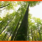 Ãkosystem: Lebensgemeinschaft Wald Fuer Funktionen Des Waldes Arbeitsblatt