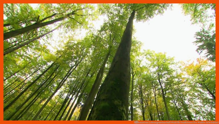 Ãkosystem: Lebensgemeinschaft Wald für funktionen des waldes arbeitsblatt