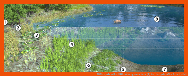 Ãkosystem See II Gliederung eines Sees (1) für ökosystem see arbeitsblatt